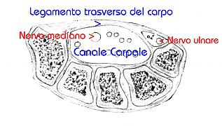 nervo mediano nel canale carpale